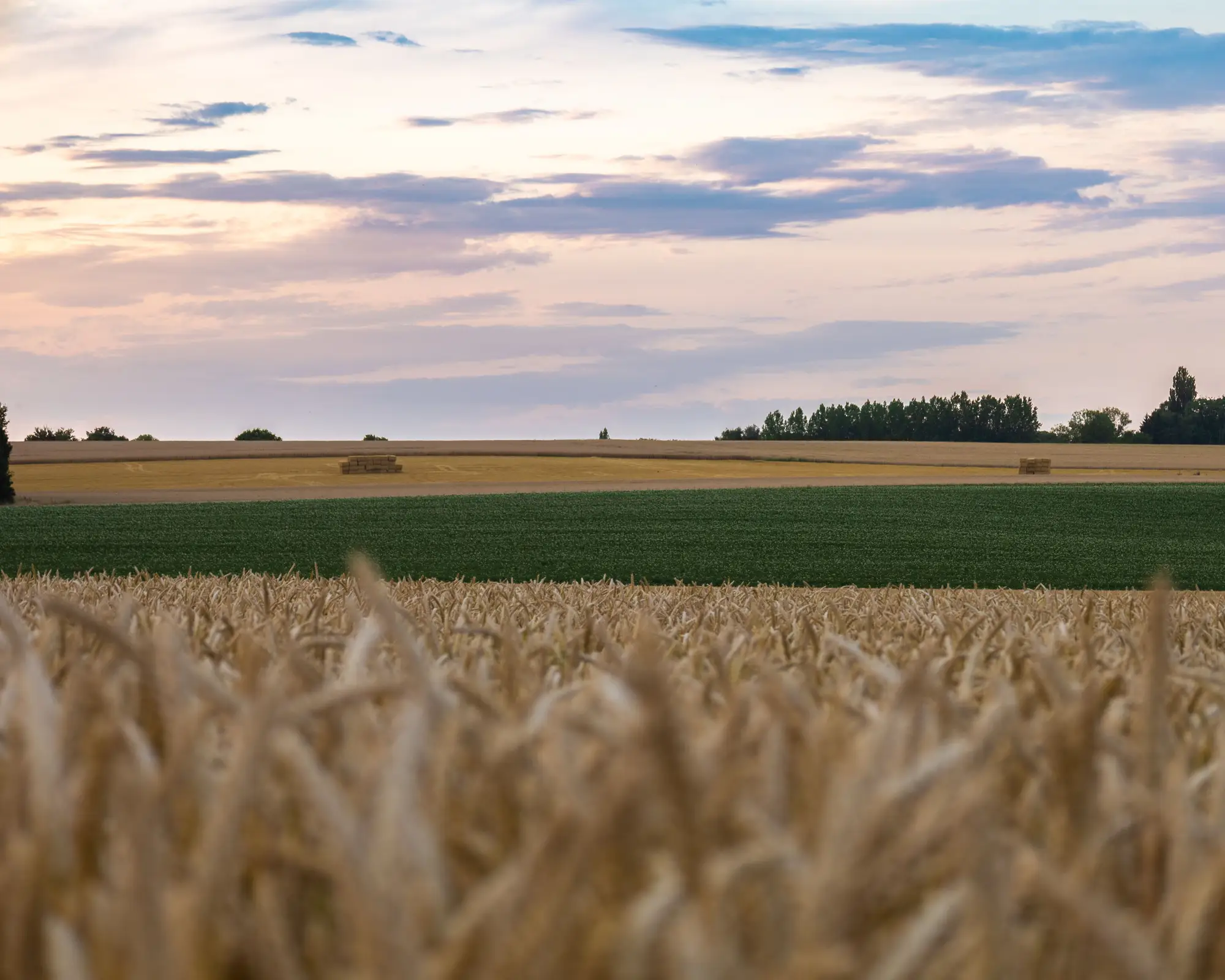 Ripe grain fields running to a tree line under an evening sky